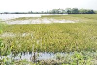 kondisi sawah pascabanjir di Carenang, Kabupaten Serang l Dok. Dwi MY-BNC