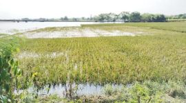 kondisi sawah pascabanjir di Carenang, Kabupaten Serang l Dok. Dwi MY-BNC