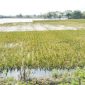 kondisi sawah pascabanjir di Carenang, Kabupaten Serang l Dok. Dwi MY-BNC