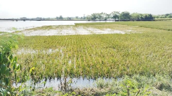 kondisi sawah pascabanjir di Carenang, Kabupaten Serang l Dok. Dwi MY-BNC