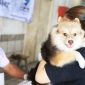 Warga berbahagia: anabul terlindungi, vaksinasi rabies gratis di HUT ke-33 Kota Tangerang l Dok. Istimewa